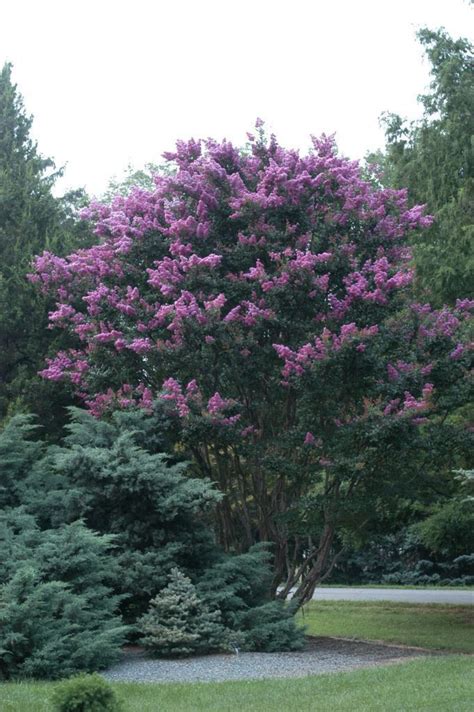 Lunar Spell Crape Myrtle: How to Propagate and Multiply Your Plants